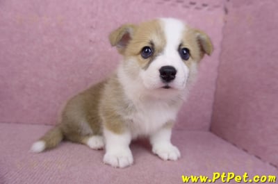 06/21雙色柯基犬公幼犬(台北)7
