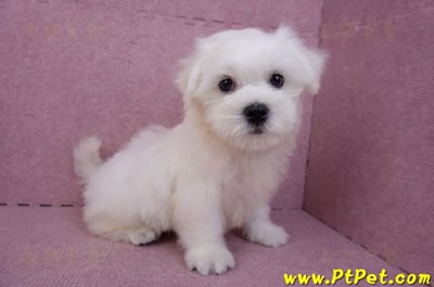 07/26迷你型馬爾濟斯 I 公幼犬(台中東區)6