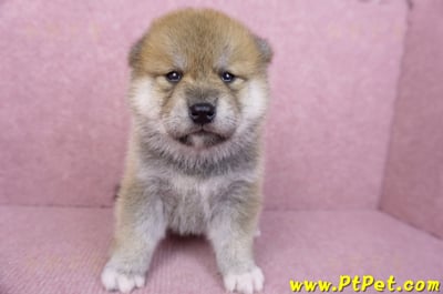06/15赤色柴犬母幼犬2