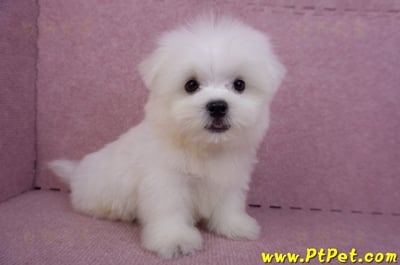 07/26迷你型馬爾濟斯公幼犬1號(台北大同)1