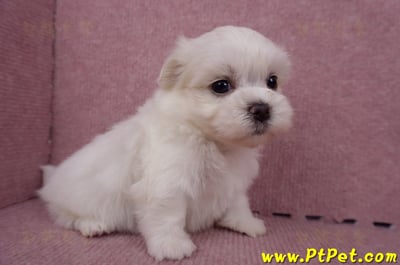 06/26迷你型馬爾濟斯 II 公幼犬1號(台東市)4