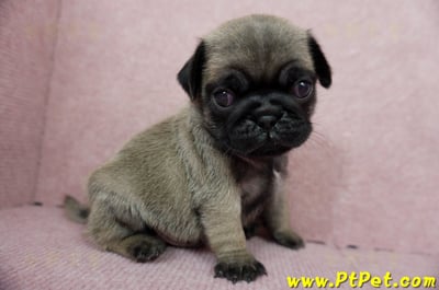 04/02巴哥公幼犬3號(台北內湖)5