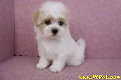 07/18紅白花馬爾泰迪母幼犬(新竹湖口)11