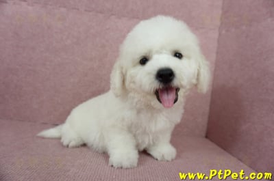 05/22比熊犬公幼犬(屏東潮州)1