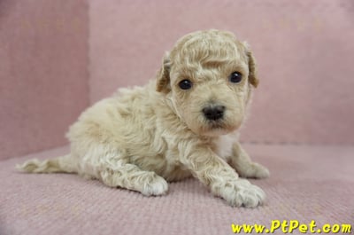 03/12泰迪比熊母幼犬4號(新北淡水)3