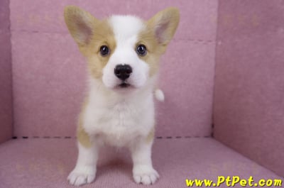 10/13雙色柯基犬公幼犬(台東市)2