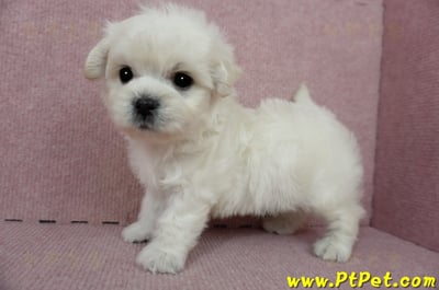 01/10奶白色馬爾泰迪公幼犬3號(屏東萬丹)15