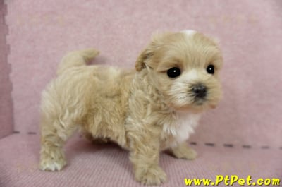 03/14奶油色馬爾泰迪公幼犬(台東市)4