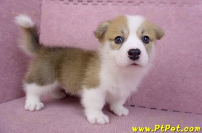 08/03雙色柯基犬公幼犬1號(高雄大樹)5