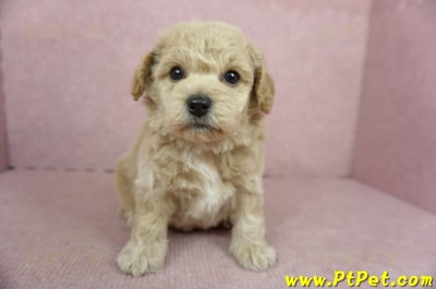 11/08泰迪比熊公幼犬2號(新北淡水)2