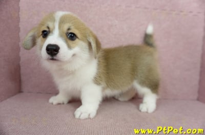 02/09雙色柯基犬母幼犬(屏東九如)14