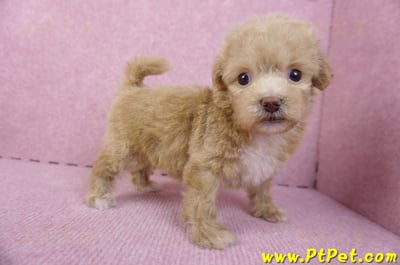 10/13泰迪比熊母幼犬(高雄小港)8