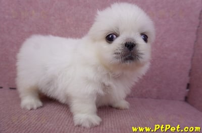09/06白北京狗母幼犬6