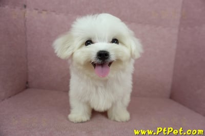 04/17迷你型馬爾濟斯公幼犬(桃園龜山)2