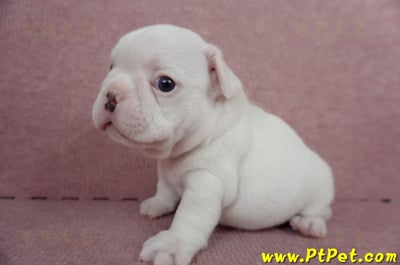 04/18奶白色法國鬥牛公幼犬2號(屏東內埔)5