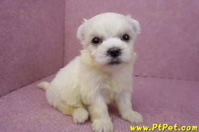 03/20馬爾濟斯母幼犬1號2