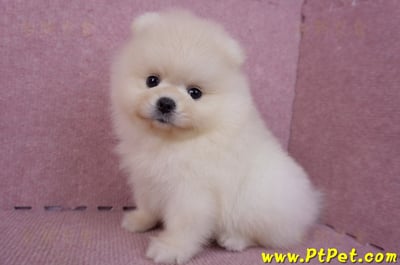 06/23迷你型松鼠白博美公幼犬2號(屏東鹽埔)9