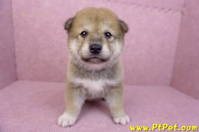 05/24赤色柴犬公幼犬2號1