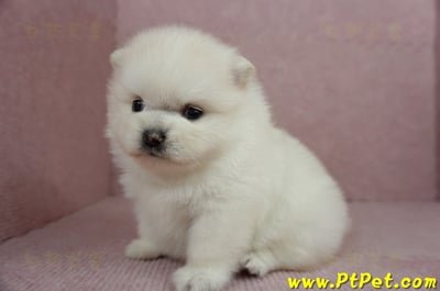 01/20迷你型松鼠白博美母幼犬(高雄鳳山)8