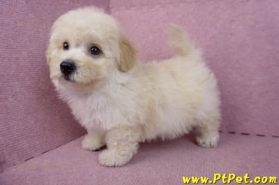 08/14泰迪比熊公幼犬1號(花蓮吉安)11