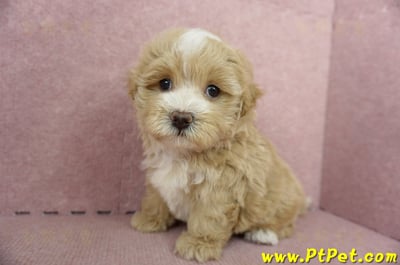 05/05奶油色馬爾泰迪公幼犬(高雄楠梓)8