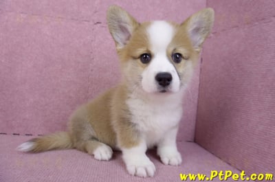 11/05雙色柯基犬公幼犬(台中北屯)7