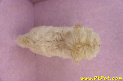 11/23馬爾泰迪公幼犬1號(高雄茂林)16