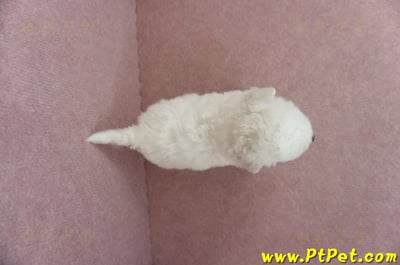 05/22比熊犬公幼犬2號(桃園中壢)6