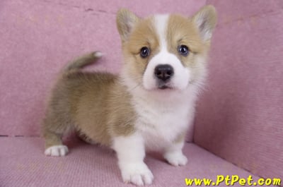 11/05雙色柯基犬公幼犬2號(屏東內埔)4