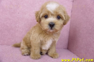 11/02馬爾泰迪母幼犬2號(新竹市)6