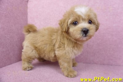 11/02馬爾泰迪母幼犬2號(新竹市)3