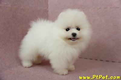 03/14迷你型松鼠白博美公幼犬1號(台北信義)7