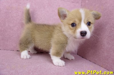 08/05雙色柯基犬母幼犬2號(屏東市)4