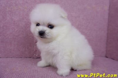 07/23迷你型松鼠白博美公幼犬(屏東潮州)4