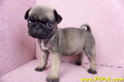 09/08巴哥母幼犬2號(桃園楊梅)10