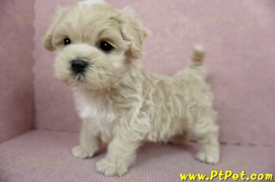 01/15奶油色馬爾泰迪 I 公幼犬(高雄大寮)11