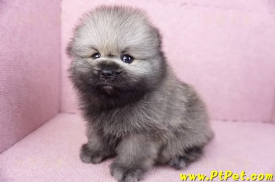 02/10棕色松鼠博美公幼犬(高雄楠梓)9