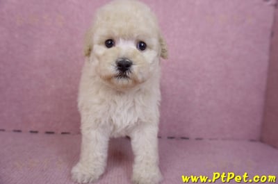 12/06奶油貴賓母幼犬1號(高雄)2