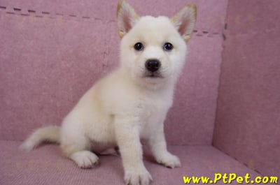 05/24白色柴犬公幼犬(屏東恆春)5
