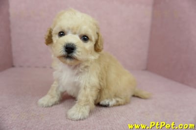 11/08泰迪比熊母幼犬3號(桃園蘆竹)6