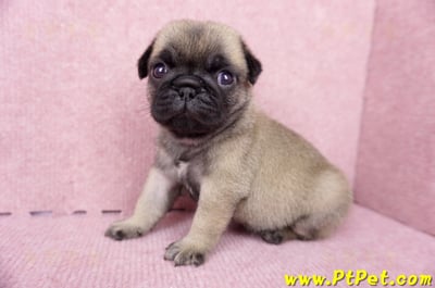 06/23巴哥母幼犬1號(新竹東區)9