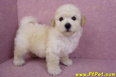 09/12泰迪比熊母幼犬2號(高雄)3