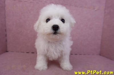 04/22比熊犬公幼犬1號(屏東市)5