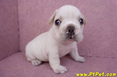 03/21奶白色法國鬥牛公幼犬3號3