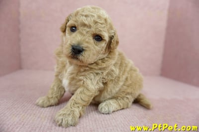 03/12泰迪比熊母幼犬1號(高雄三民)6