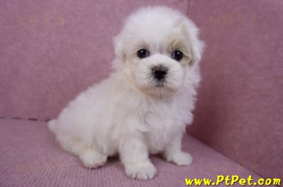 09/27馬爾泰迪公幼犬(新北三重)7