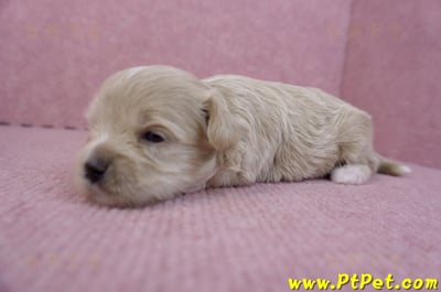 10/03馬爾泰迪母幼犬7