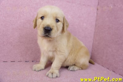 07/18黃金獵犬母幼犬1號(基隆信義)6