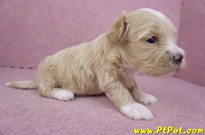 01/30馬爾泰迪公幼犬3號5