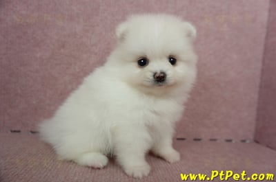 05/22迷你型松鼠白博美母幼犬(屏東高樹)4